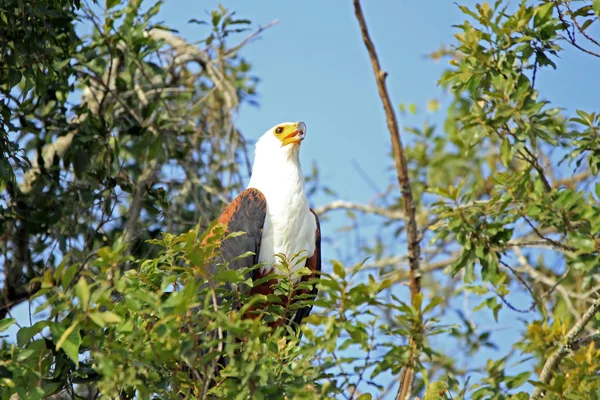 在树中的非洲鱼鹰 — 图库照片