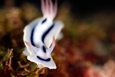 Loch 'un Muhteşem Sümüklüböceği (Chromodoris lochi). Mommon, Batı Papua, Endonezya