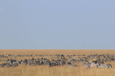 Savannah 'da Ova Zebra Sürüsü (Equus quagga). Masai Mara, Kenya