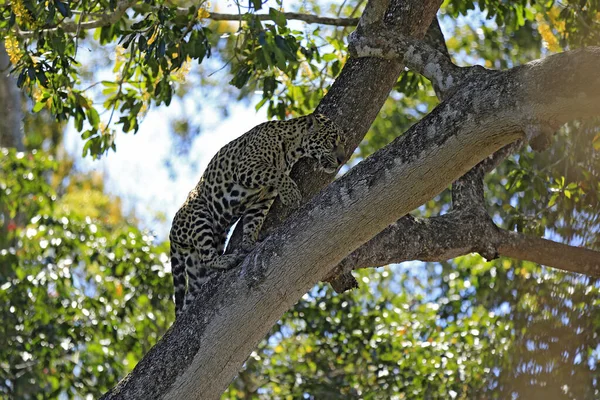 Jaguar Panthera Onca Escalando Uma Árvore Pantanal Brasil — Fotografia de Stock