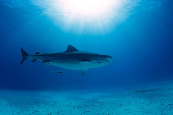 Squalo Tigre Sul Fondo Sabbia Con Sole Che Esplode Attraverso — Foto Stock