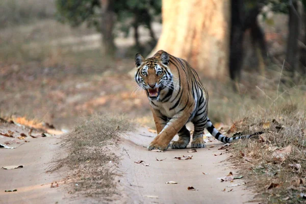 Tigre Bengala Panthera Tigris Tigris Dirt Road Mostrando Dientes Bandhavgarh —  Fotos de Stock