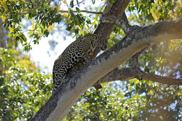 Jaguar Panthera Onca Climbing Tree Пантес Бразилия — стоковое фото