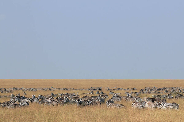 Herd of Plains Zebras (Equus quagga) on Savannah. Maasai Mara, Kenya