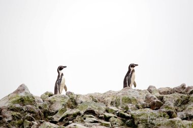 Kayalıklar üzerinde iki Humboldt Pengueni (Spheniscus humboldti). Ballestas Adaları, Paracas, Peru