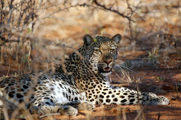 Lampart Panthera Pardus Patrzący Kamerę Park Krugera Rpa — Zdjęcie stockowe