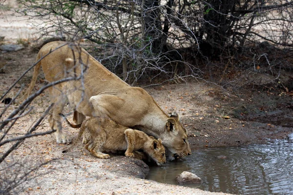 Leoa Com Filhotes Bebendo Uma Piscina Kruger Park África Sul — Fotografia de Stock