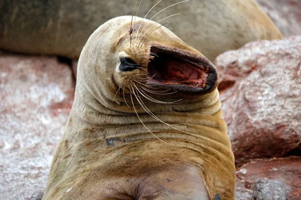 Close South American Sea Lion Otaria Flavescens Wide Open Mouth — Stock Photo, Image