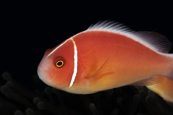 Pink Anemonefish Aka Pink Skunk Clownfish Amphiprion Perideraion Anemone Anilao — Stock Photo, Image