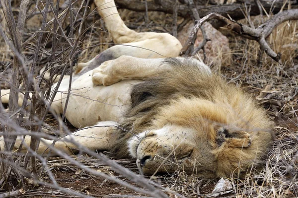 Leão Deitado Costas Chão Satisfeito Depois Ter Uma Refeição Kruger — Fotografia de Stock