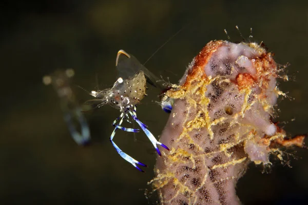 Holthuis Anemone Shrimp Ancylomenes Holthuisi Ένα Κομμάτι Της Coral Triton — Φωτογραφία Αρχείου