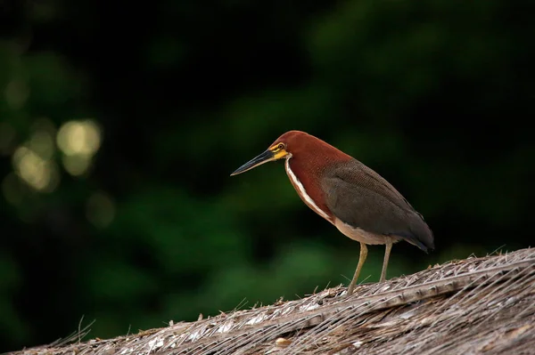 Rufescent Tiger Heron Tigrisoma Lineatum Amazon Rainforest Brasilien — Stockfoto