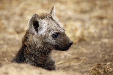 Profilde Sırtlan Yavrusu (Crocuta crocuta) görüldü. Kruger Parkı, Güney Afrika