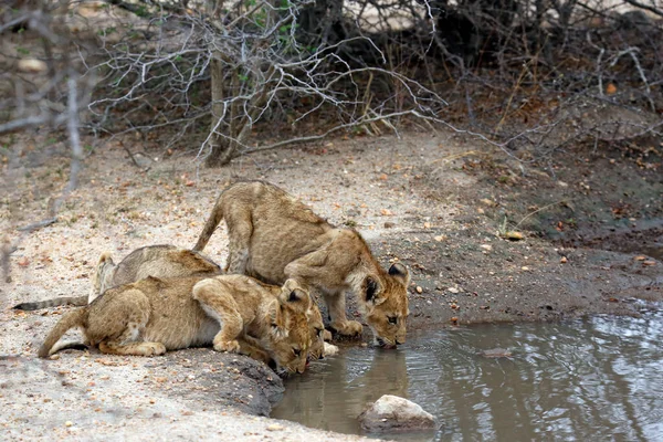 Três Filhotes Leão Beber Uma Piscina Kruger Park África Sul — Fotografia de Stock