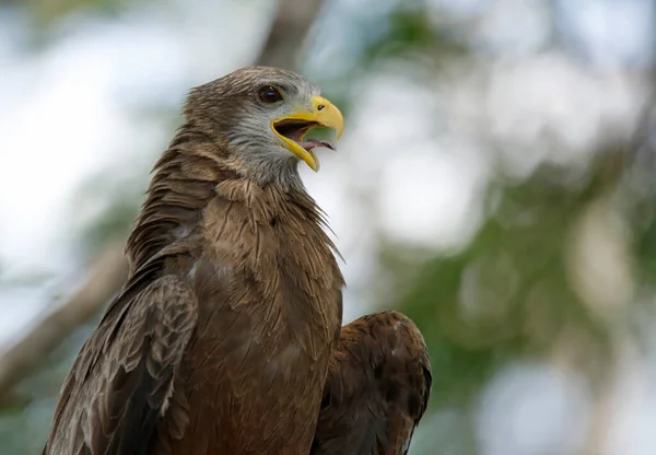 Cometa Pico Amarillo Milvus Migrans Con Boca Abierta Kruger Park — Foto de Stock