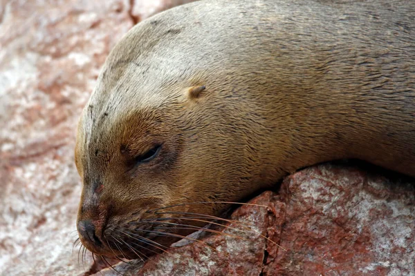 Primer Plano León Marino Sudamericano Otaria Flavescens Descansando Sobre Una —  Fotos de Stock