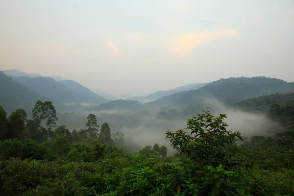 Pohled Neproniknutelný Les Bwindi Pokrytý Ranní Mlhou Uganda — Stock fotografie