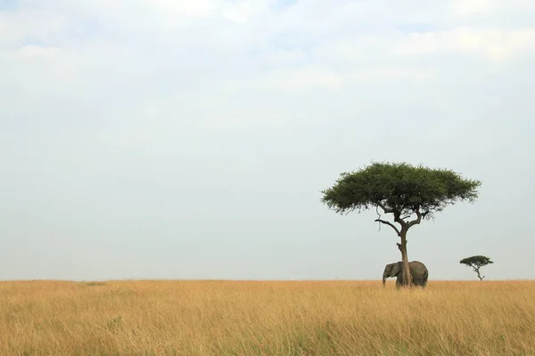 Panorama Zicht Afrikaanse Olifant Onder Acacia Tree Savannah Maasai Mara — Stockfoto