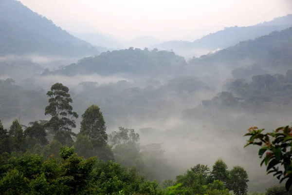Bwindi Impenetrable Forest Cover Morning Mist 우간다 — 스톡 사진