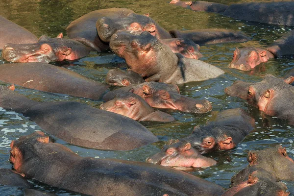 Множество Гиппопотамов Hippopotamus Amphibius Пруду Серенгети Танзания — стоковое фото