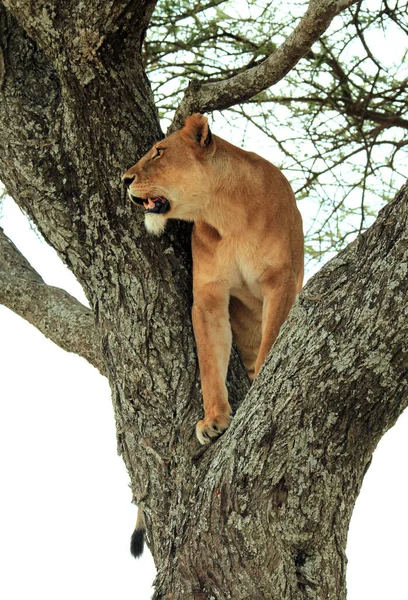 Lioness Panthera Leo Ανιχνεύοντας Από Ένα Δέντρο Serengeti Τανζανία — Φωτογραφία Αρχείου