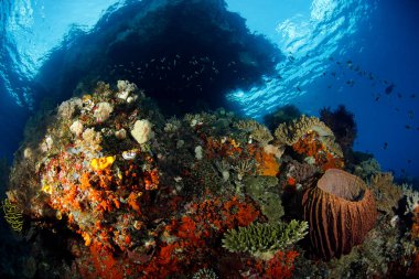 Misool 'da Renkli Mercan Resifi, Raja Ampat' a karşı. Batı Papua, Endonezya