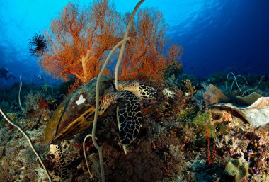 Mercan Resifi 'nde Şahin gagalı Kaplumbağa (Eretmochelys imbricata). Misool, Raja Ampat, Endonezya