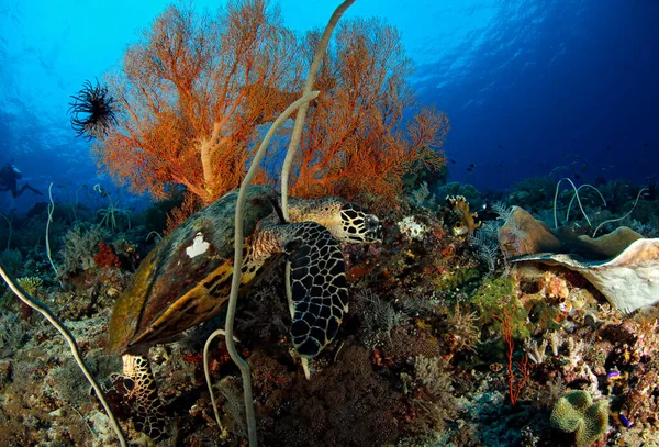 Hawksbill Turtle Eretmochelys Imbricata Sulla Barriera Corallina Misool Raja Ampat — Foto Stock