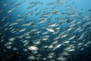 Bigeye Trevallies Okulu (Caranx sexfasciatus), diğer adıyla Koca Göz Jack. Raja Ampat, Endonezya
