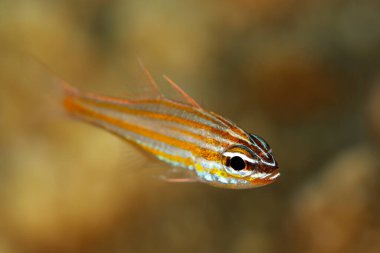 Turuncu çizgili Kardinalbalığı (Apogon siyanoması). Raja Ampat, Batı Papua, Endonezya