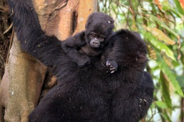 Anne ile Goril Bebek Ağaca Tırmanıyor, Omzunun Arkasına Bakıyor. Bwindi Geçilmez Ulusal Park, Uganda