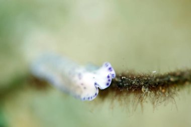 Laing Adası Flatworm (Pseudoceros laingensis), diğer adıyla Mor lekeli Flatworm. Triton Körfezi, Batı Papua, Endonezya
