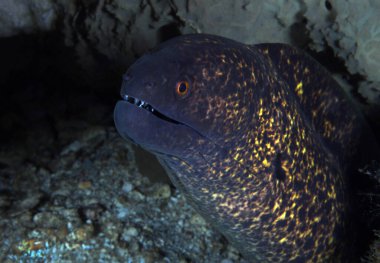 Sarı kenarlı Moray Yılanbalığı (Gymnothorax flavimarginatus). Anilao, Filipinler