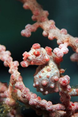 Pigme Deniz Atı (Hippocampus bargibanti) bir fan mercanının içinde. Dampier Boğazı, Raja Ampat, Endonezya