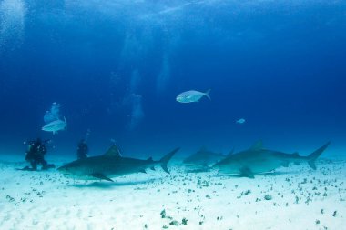 Üç Kaplan Köpekbalığı (Galeocerdo cuvier) Sandy Bottom 'da dalgıçlara yaklaşıyor. Kaplan Sahili, Bahamalar
