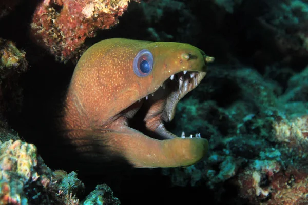 Panamic Green Moray Gymnothorax Castaneus Open Mouth Looking Out Its — стокове фото