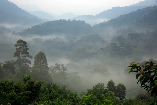Bwindi Impenetrable Forest Cover Morning Mist 우간다 — 스톡 사진