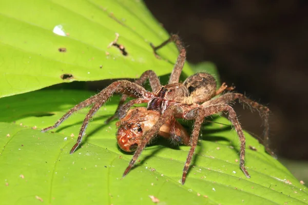 Spider Preying Een Cricket Tambopata Amazoneregenwoud Peru — Stockfoto