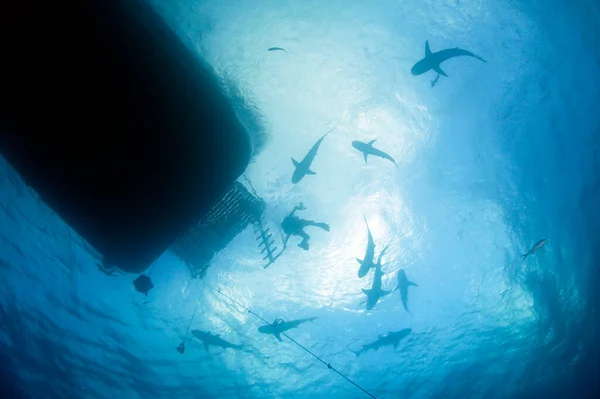 Mnóstwo Rekinów Przeciwko Powierzchni Nurkiem Środku Widzianym Spodu Plaża Tygrysa — Zdjęcie stockowe