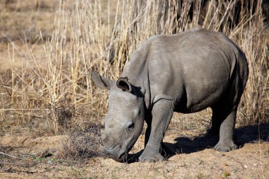 Beyaz Gergedan Dana (Ceratotherium simum). Kruger Ulusal Parkı, Güney Afrika