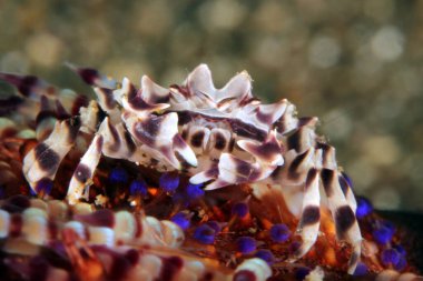 Zebra Urchin Crab (Zebrida Adamsii) bir ateş kestanesinde. Anilao, Filipinler