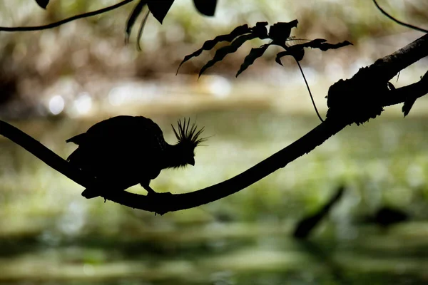 Hoatzin Hoatzin Bird Opisthocomus Hoazin Reptile Bird Skunk Bird Stinkbird — 图库照片