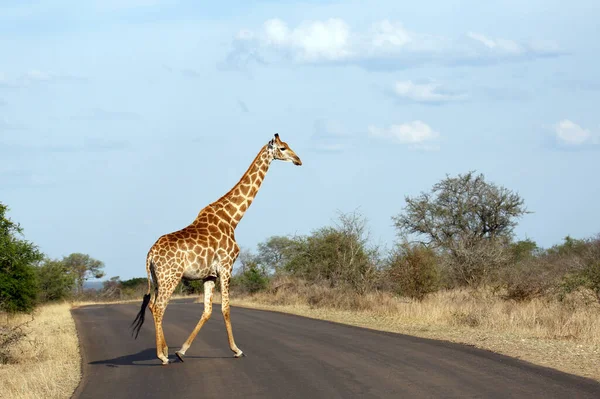 South African Giraffe Giraffa Camelopardalis Giraffa Crossing Road Kruger Park — Stock Photo, Image