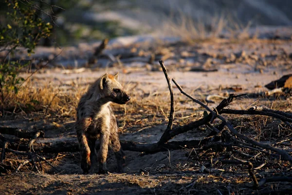 Genç Benekli Sırtlan Crocuta Crocuta Sabah Güneşi Nde Kruger Parkı — Stok fotoğraf