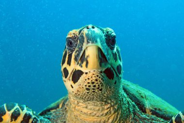 Bir Şahin gagalı Kaplumbağa 'nın (Eretmochelys imbricata) yakın çekimi, Kameraya Bakma. Coiba, Panama