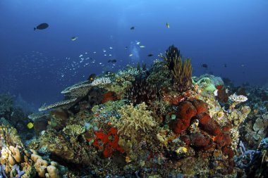 Mavi Sudaki Renkli, Sağlıklı Mercan Resifi. Raja Ampat, Endonezya