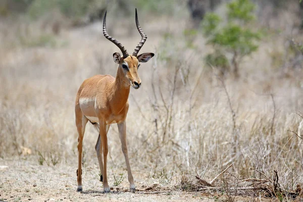 Impala Antelope Aepyceros Melampus Πάρκο Kruger Νότια Αφρική — Φωτογραφία Αρχείου