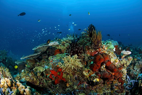 Barevný Zdravý Korálový Útes Modré Vodě Raja Ampat Indonésie — Stock fotografie