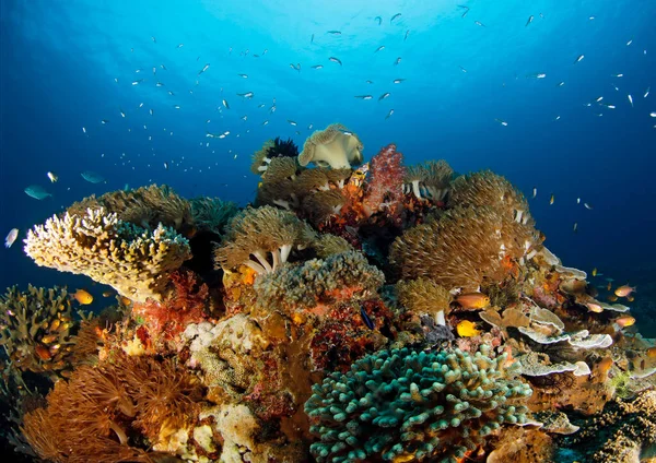 Barevný Zdravý Korálový Útes Modré Vodě Raja Ampat Indonésie — Stock fotografie