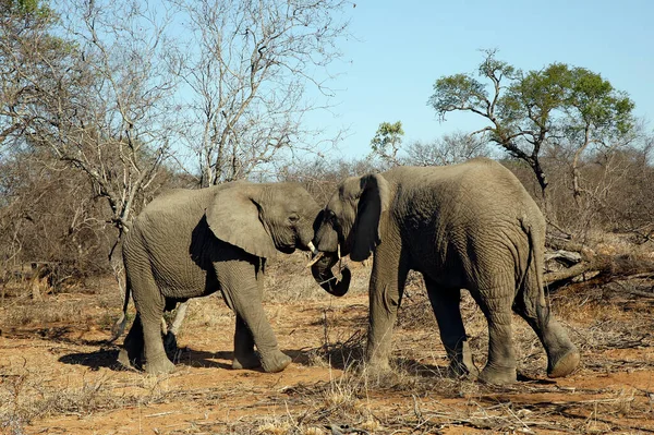 Elefantes Africanos Loxodonta Africana Cabeça Cabeça Uma Batalha Brincalhona Kruger — Fotografia de Stock